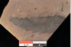 Foto (Detailsansicht) von Quercus palaeoilex Ettingshausen (NHMW-GEO-2024-0188-0864)